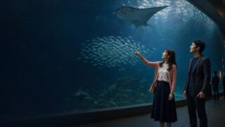 【体験談】大阪出張→マッチングアプリ→海遊館デート→居酒屋の黄金ルートでOLを即日お持ち帰りのアイキャッチ画像